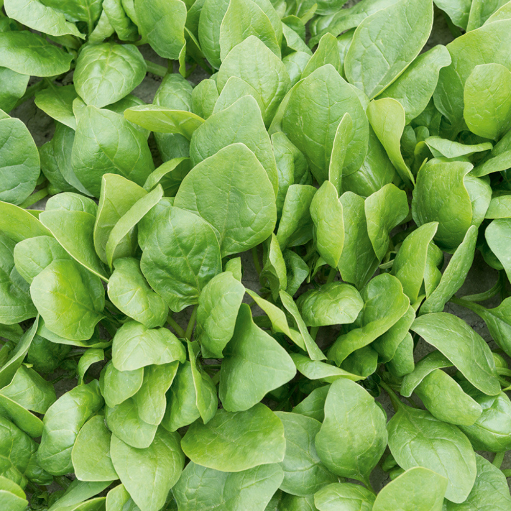 Spinach 'Renegade F1' BIO