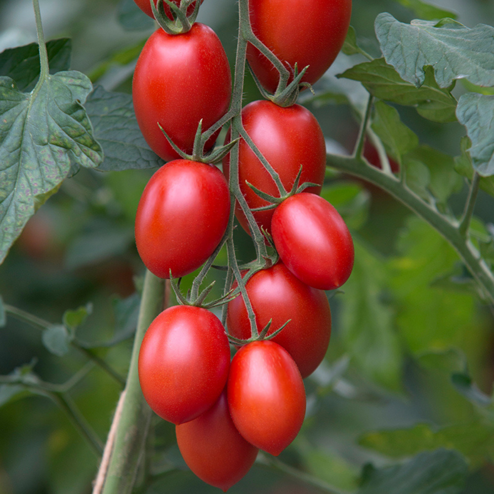 Pruimtomaat 'Bolstar Sensatica F1' BIO