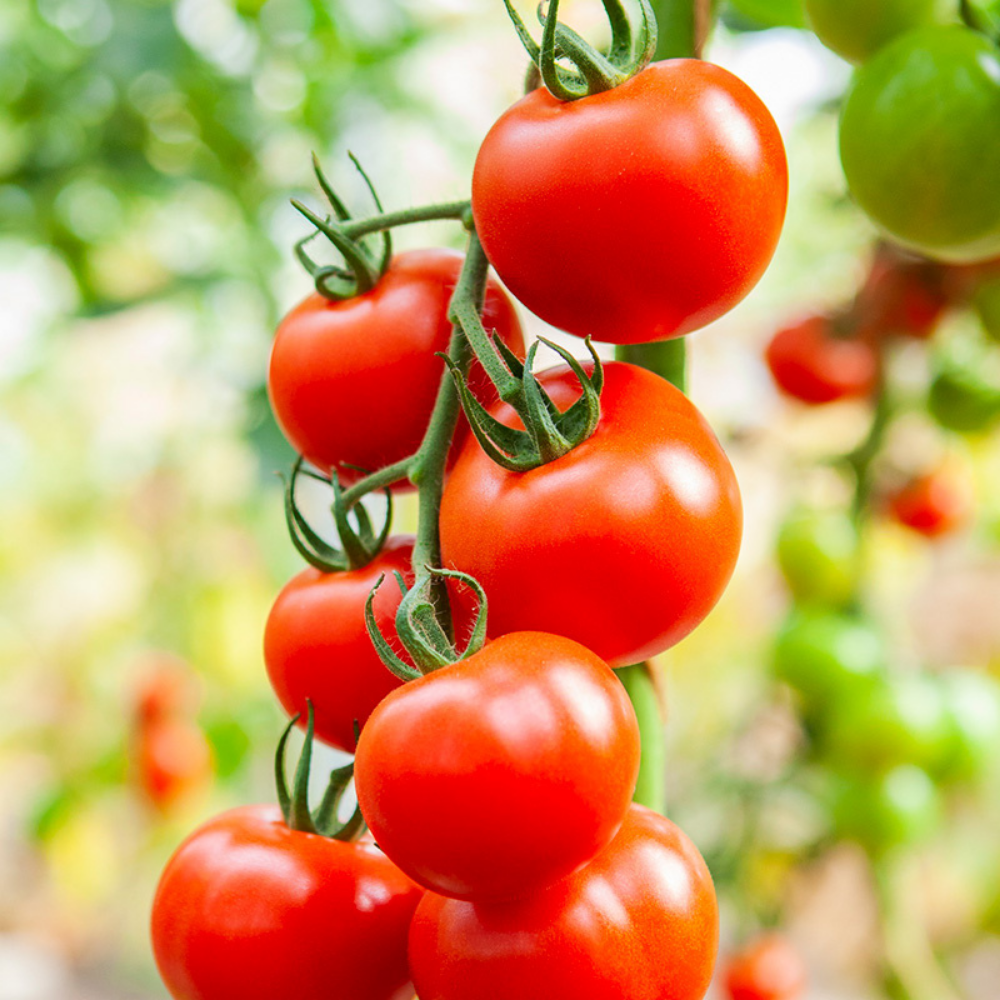 Tomato 'Bolstar Granda' BIO