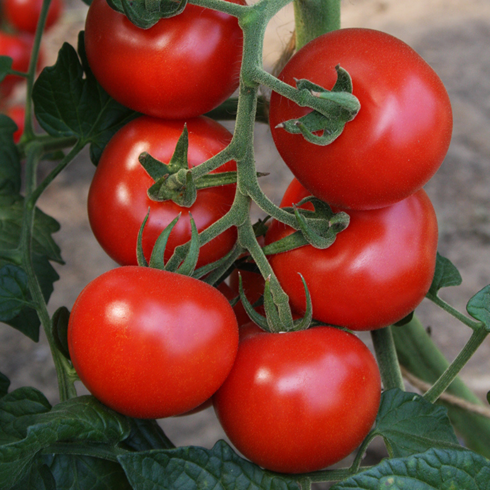 Tomato 'Bolstar Granda' BIO