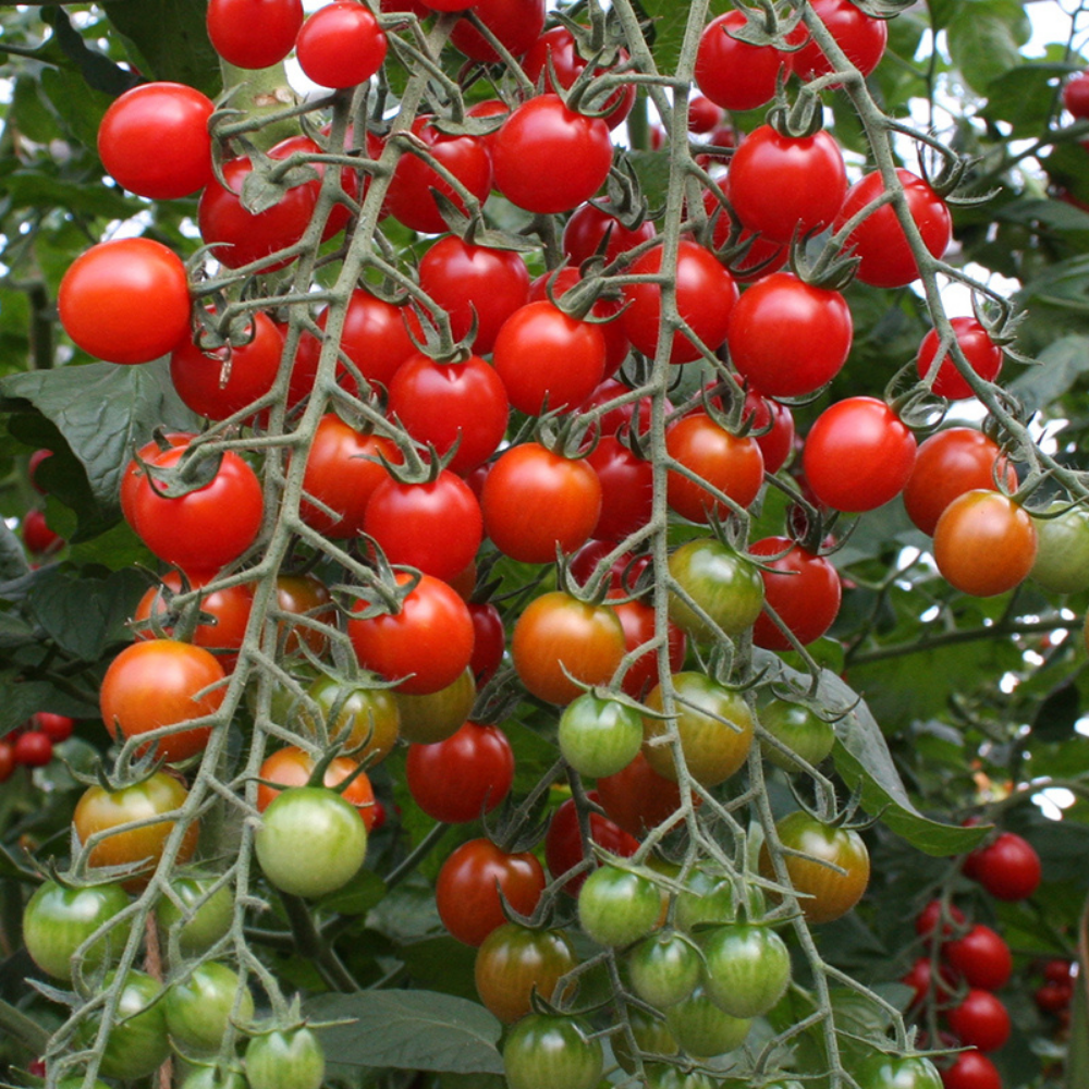 Tomato 'Bolstar Granda' BIO