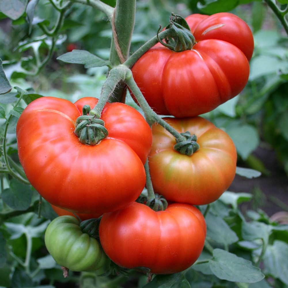 Beefsteak tomato 'Marmande' BIO