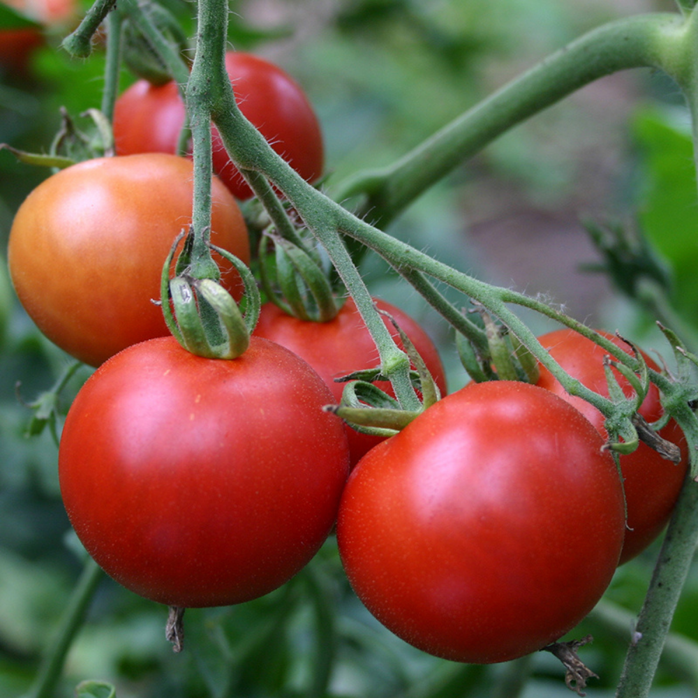 Tomato 'Matina' BIO