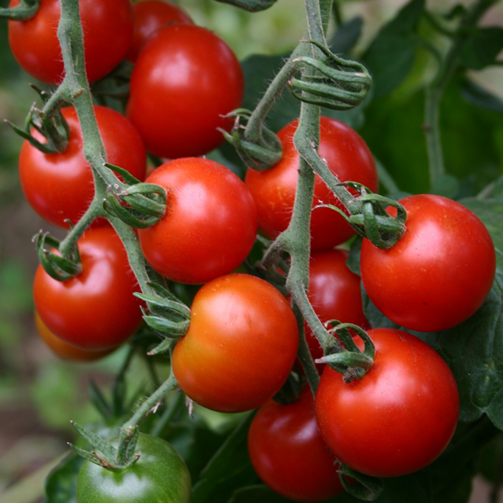 Cherry tomato 'Zuckertraube' BIO