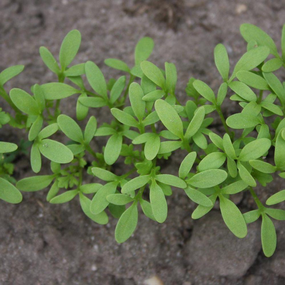 Garden cress 'Cressida' BIO
