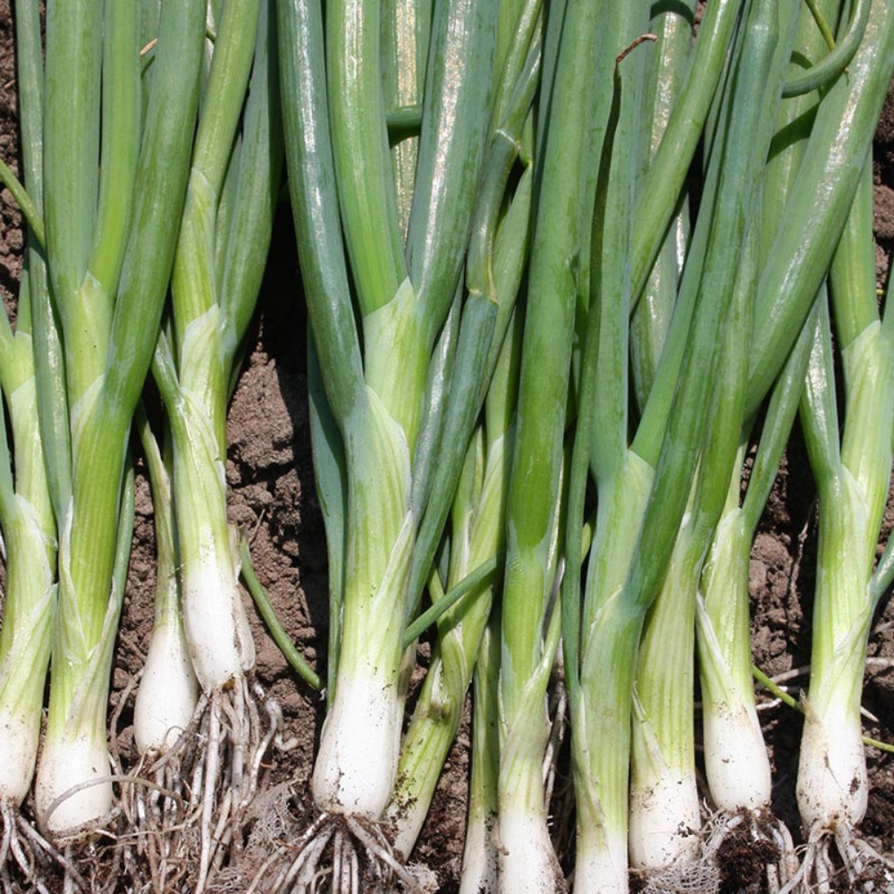 Stem onion 'Ishikura Long White' BIO