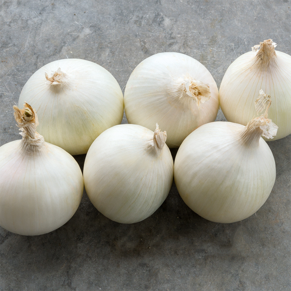 Onion 'Albion F1' BIO