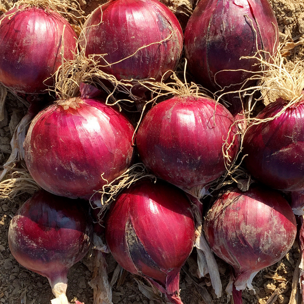 Onion 'Redlander F1' BIO