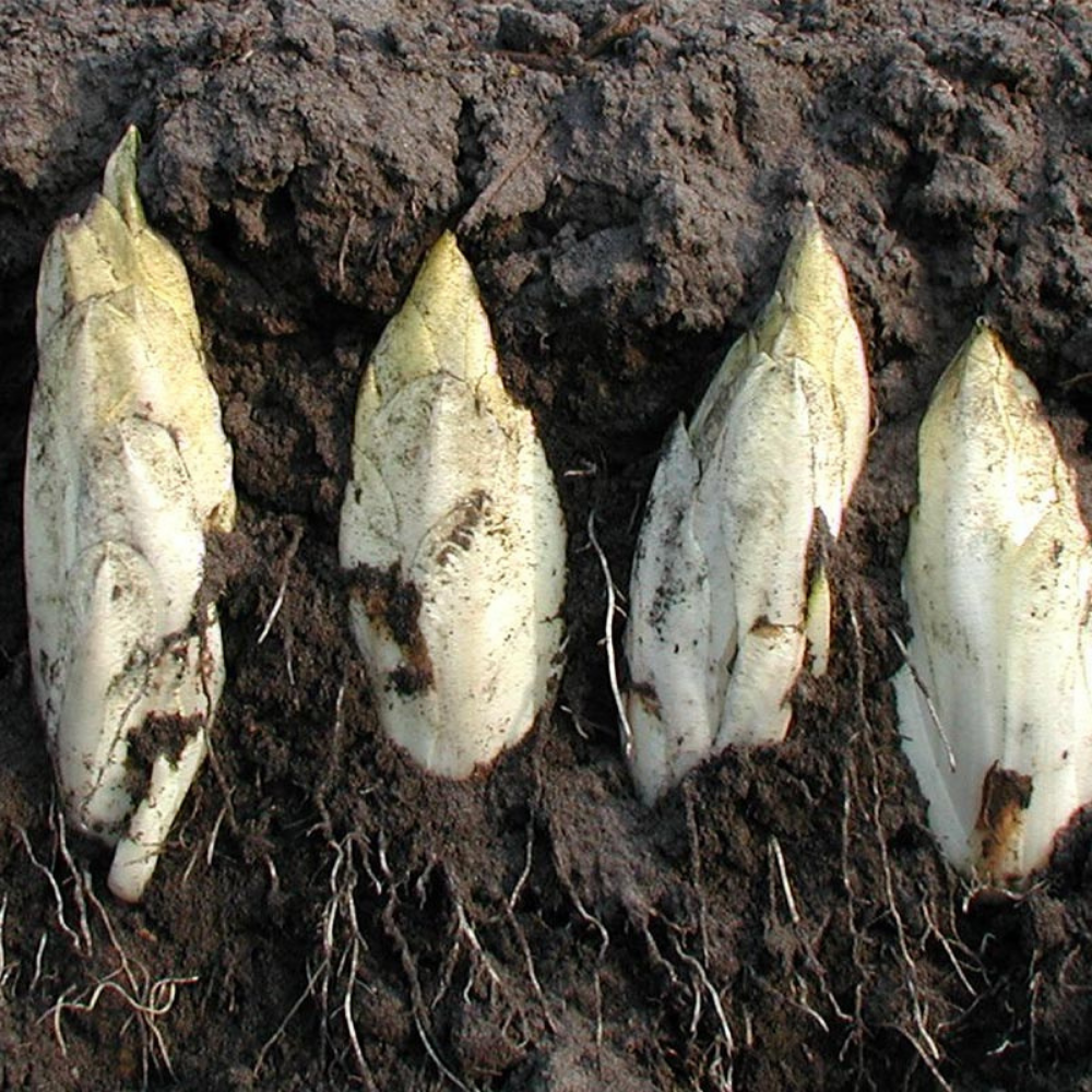 Chicorée 'Dutch Medium Early' BIO