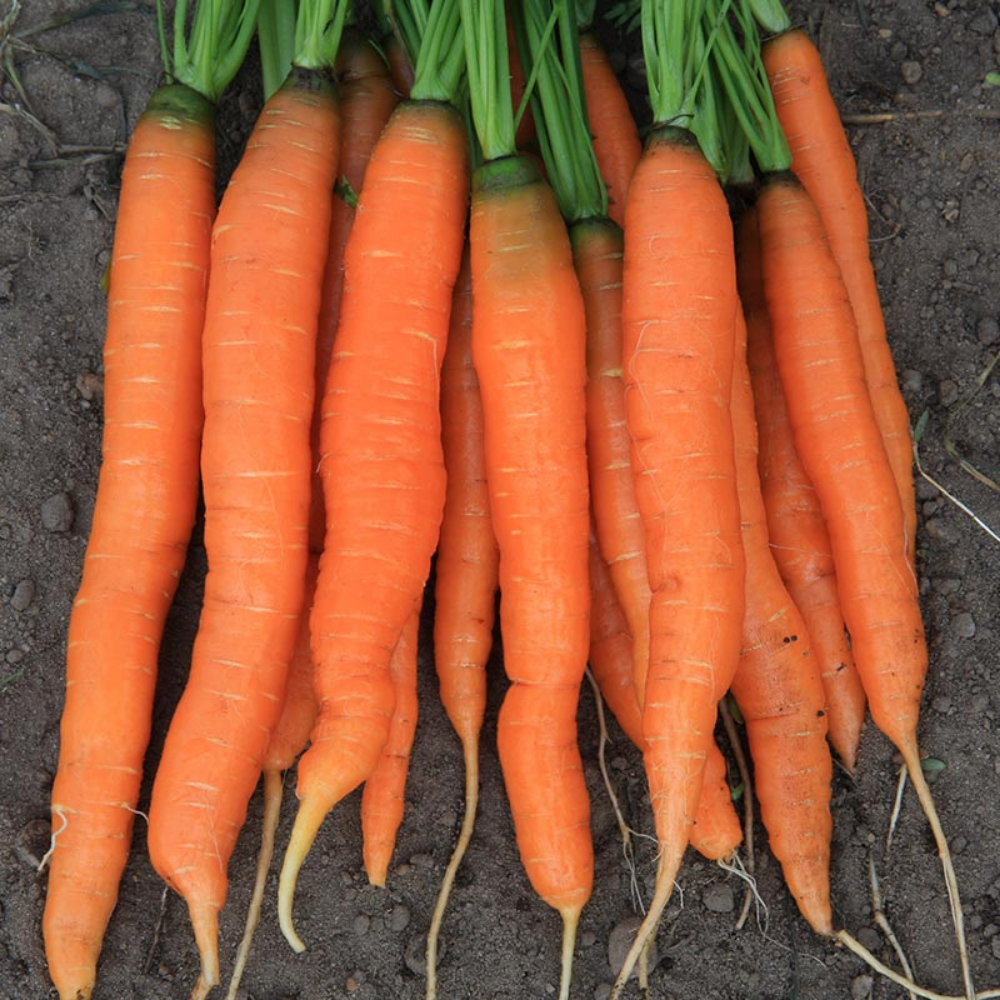 Summer carrot 'Amsterdamse Bak 2' BIO