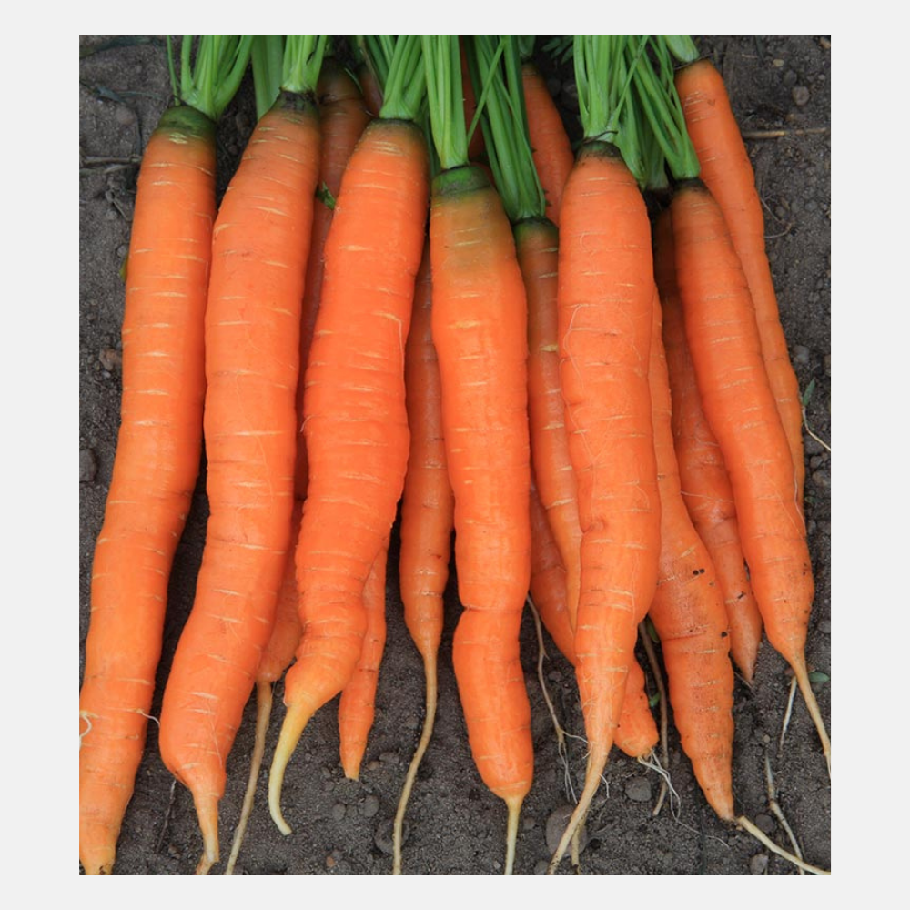 Summer carrot 'Amsterdamse Bak 2' BIO