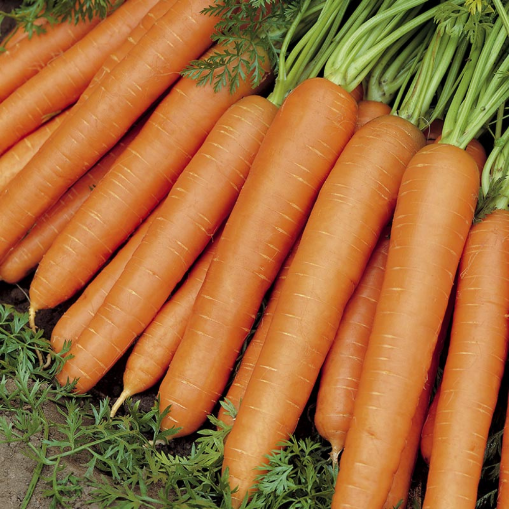 Summer carrot 'Nantes 2' BIO