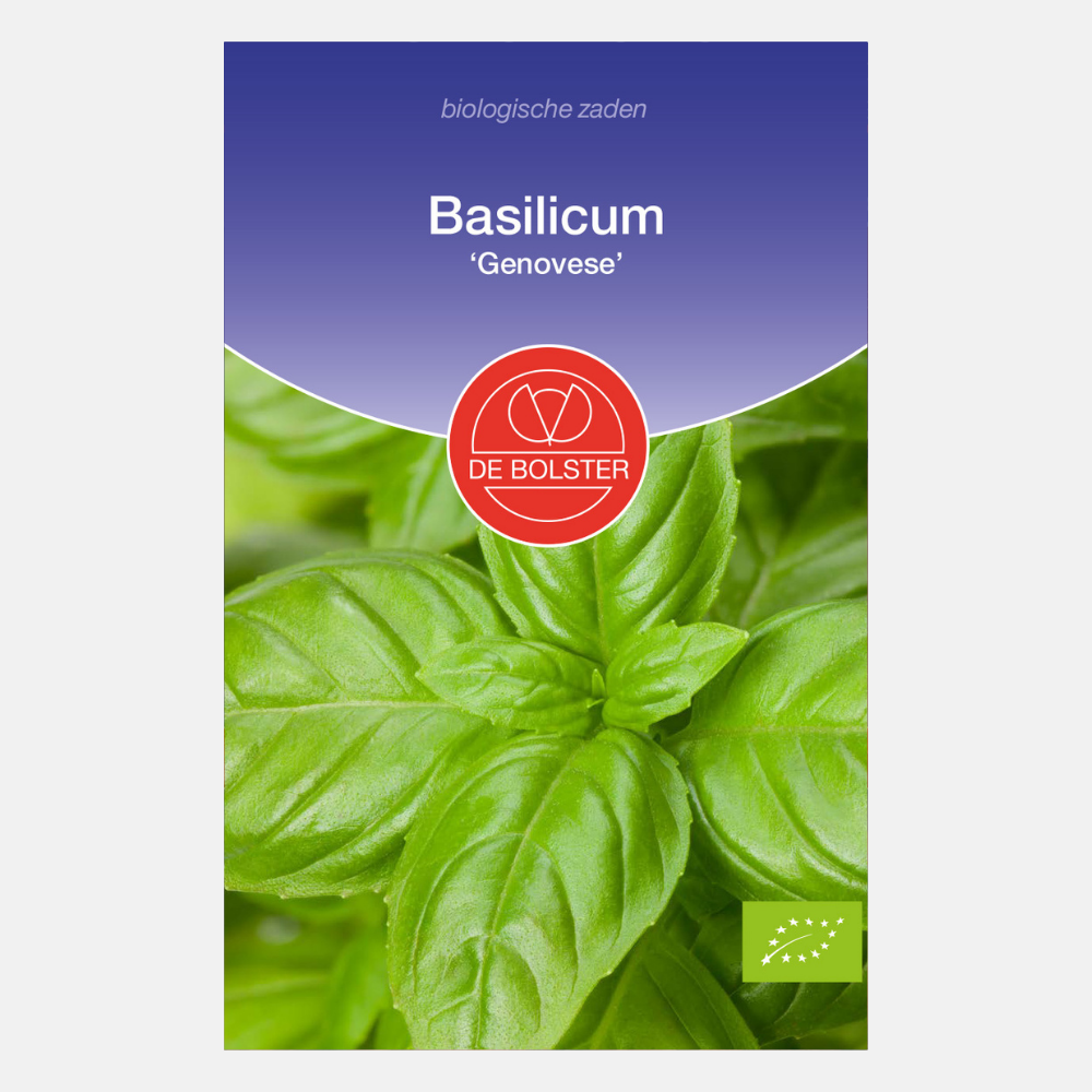 Basilic 'Genovese' BIO