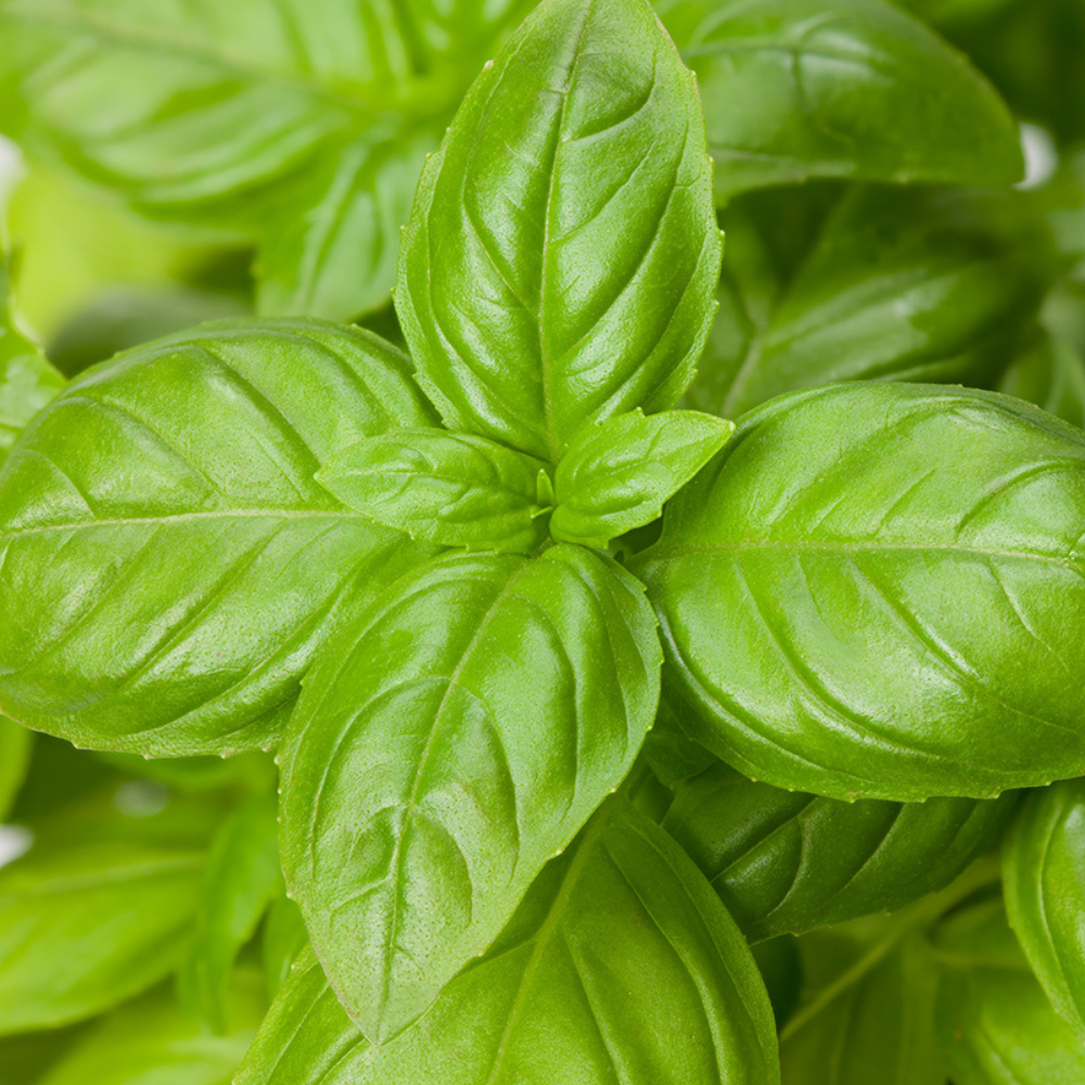 Basilic 'Genovese' BIO