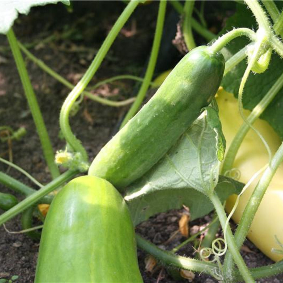 Cucumber 'Long Maraîcher' ORGANIC