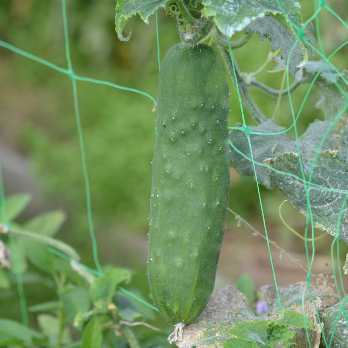 Cucumber 'le Généreux' BIO