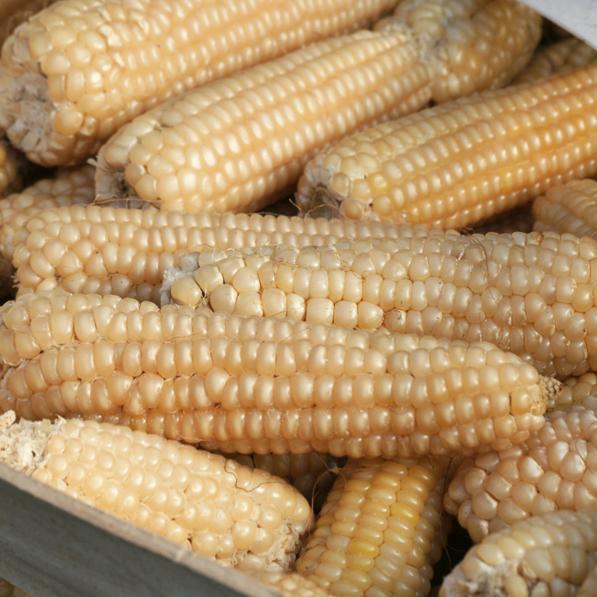 Maïs doux 'Miner' BIO