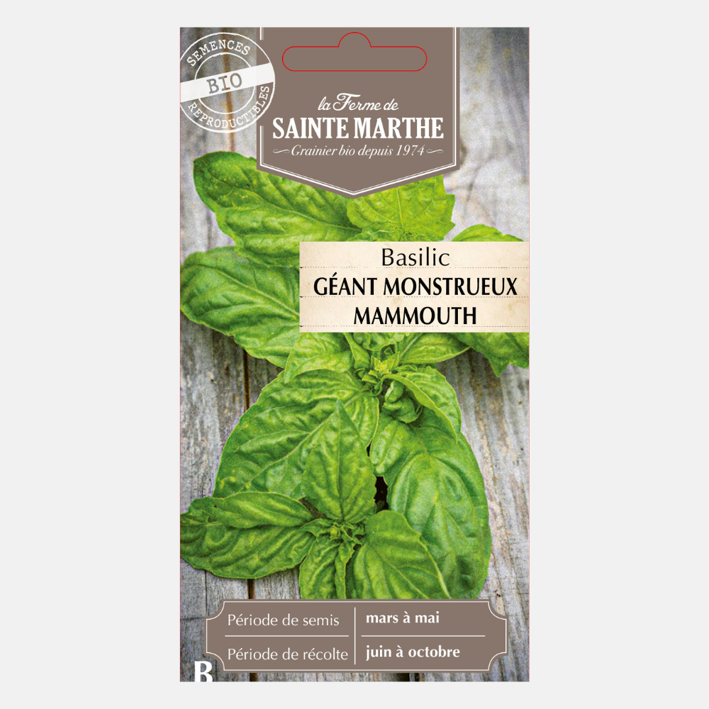 Basilic à grandes feuilles BIO