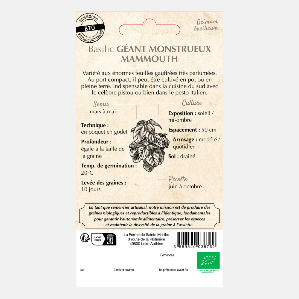 Basilic à grandes feuilles BIO