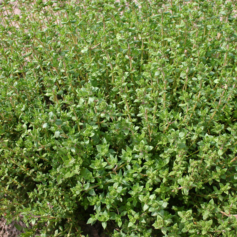 Thyme 'German Winter' BIO