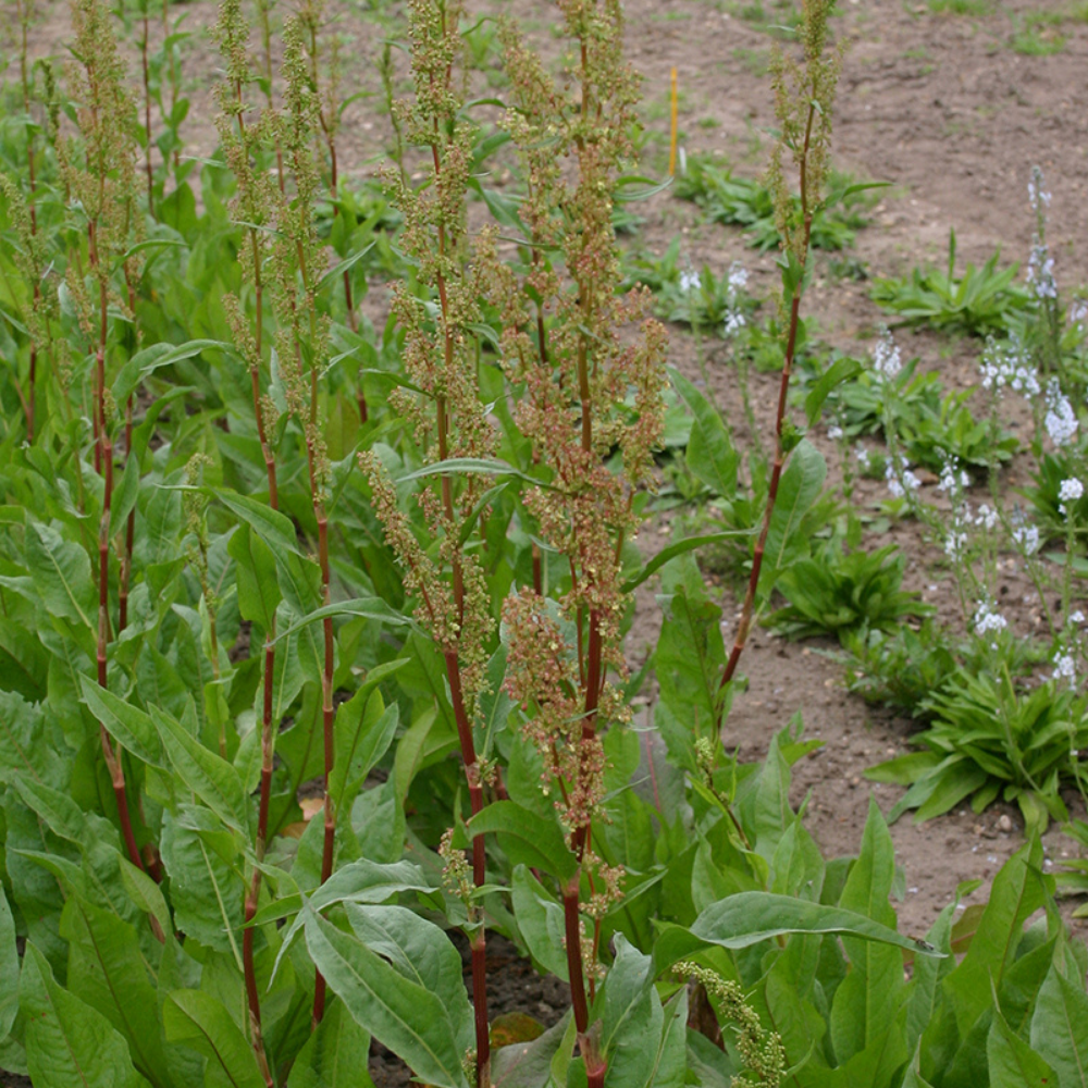 Spinach sorrel 'Green Blade' BIO