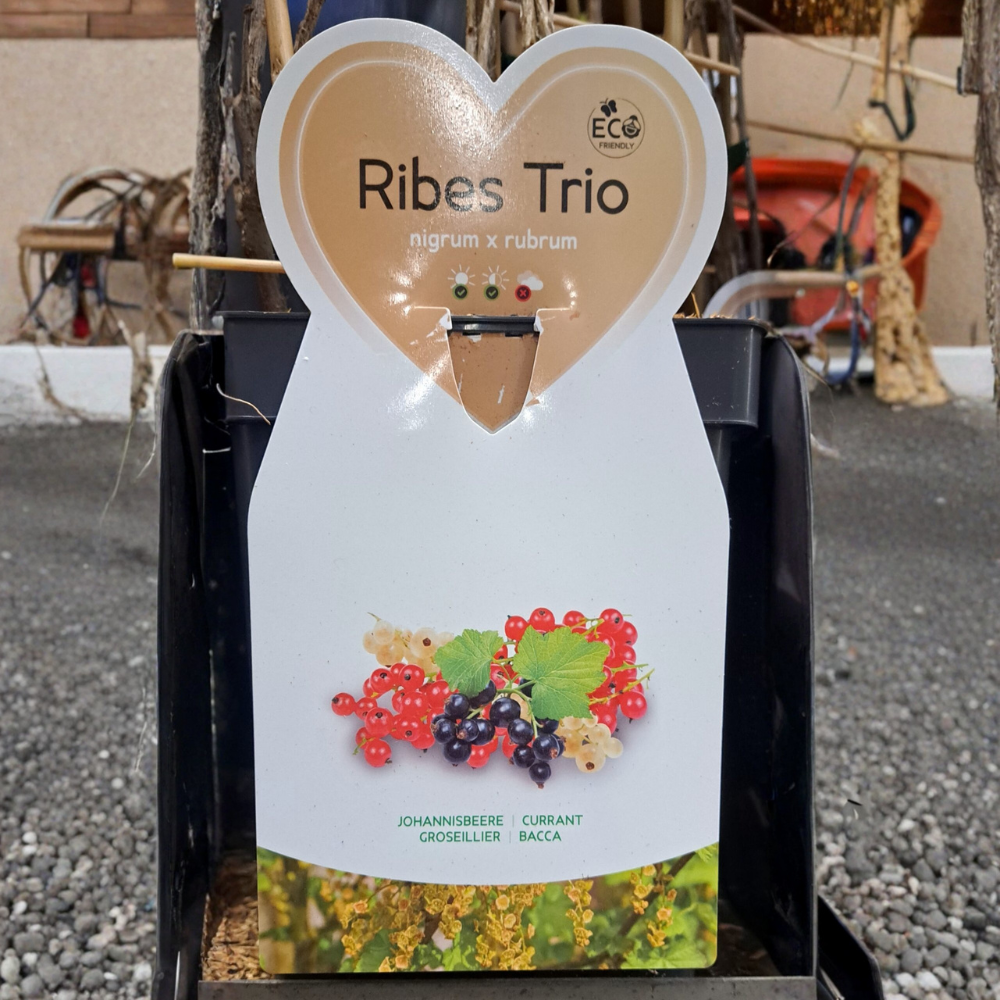 Trio de groseilles à petits fruits - 3 types de groseilles dans 1 pot