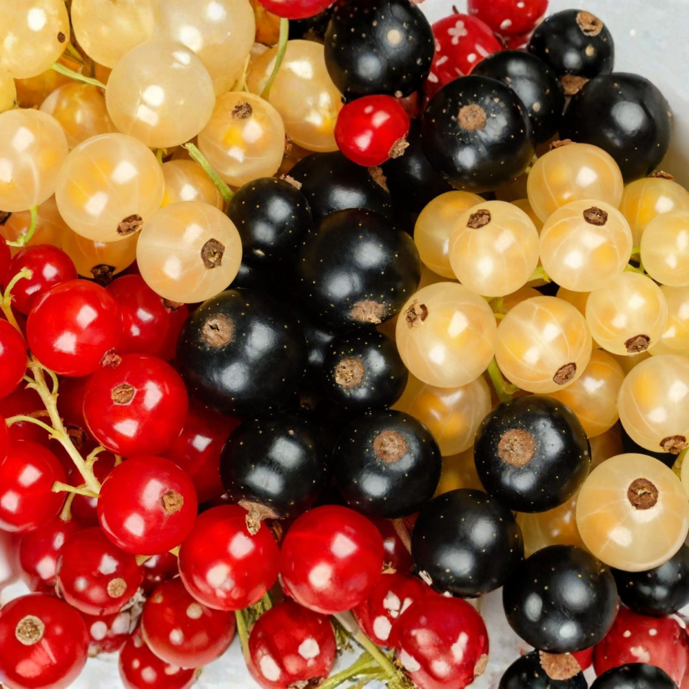 Trio de groseilles à petits fruits - 3 types de groseilles dans 1 pot