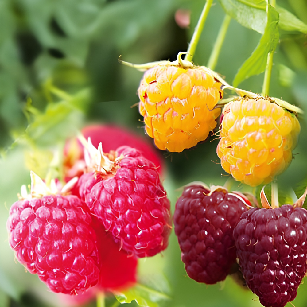 Trio de framboises petits fruits - 3 types de framboises dans 1 pot