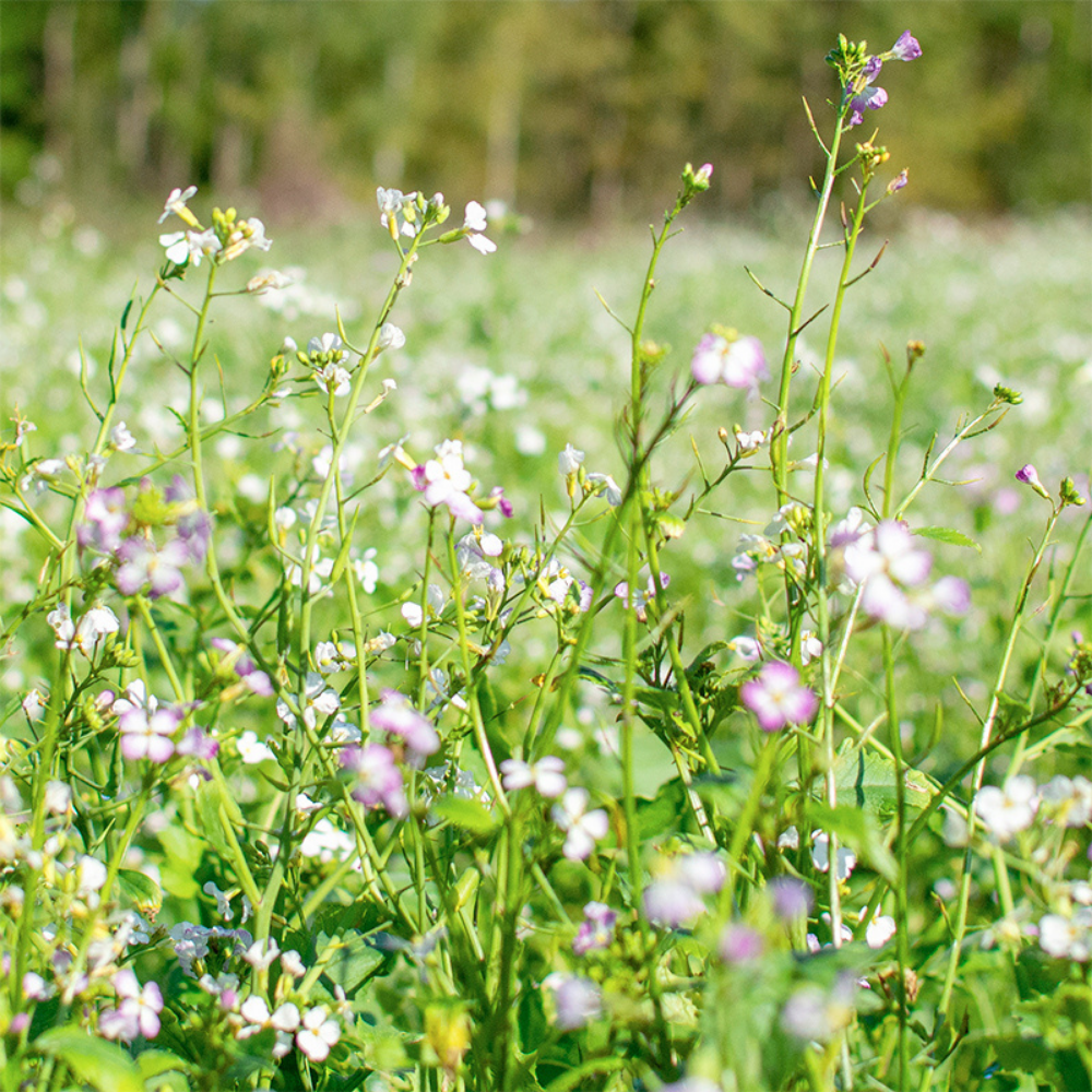Fodder radish - Green manure BIO