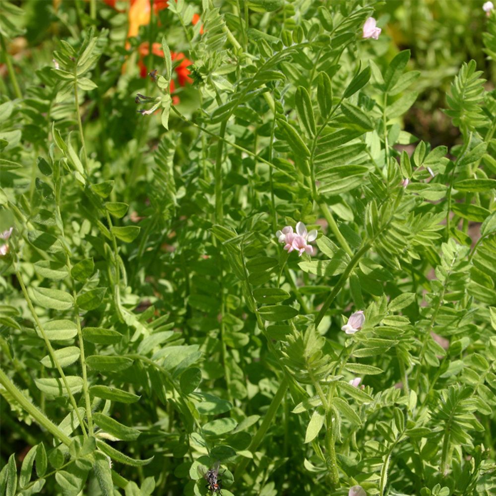 Serradelle - Green manure BIO