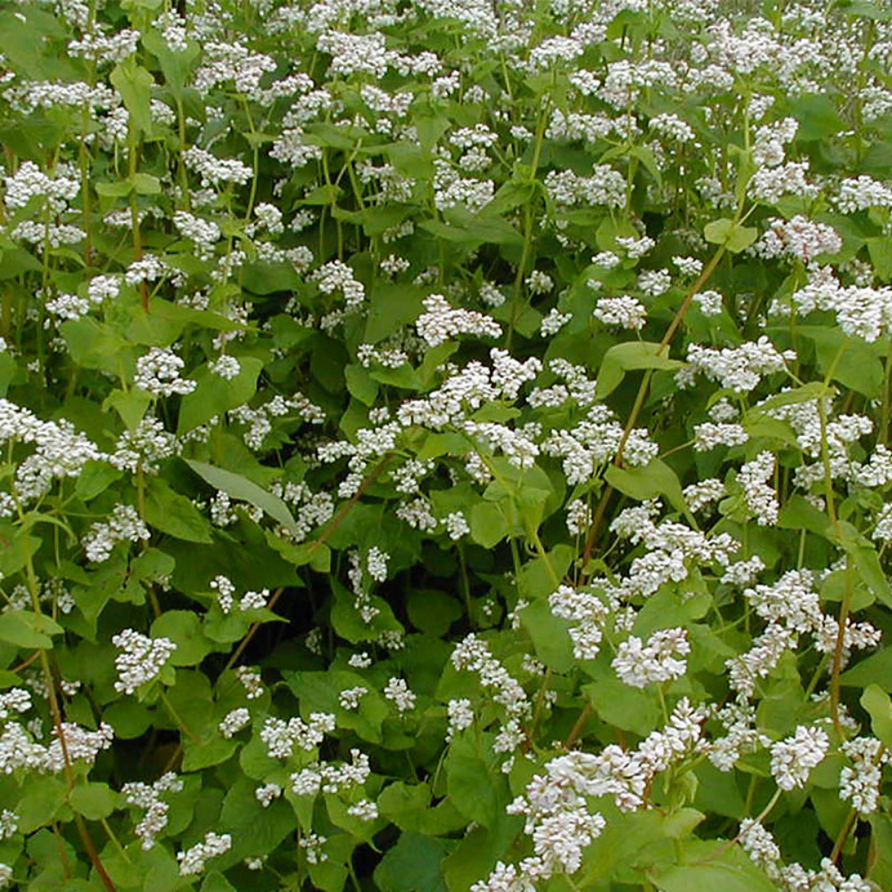 Sarrasin - Engrais vert BIO