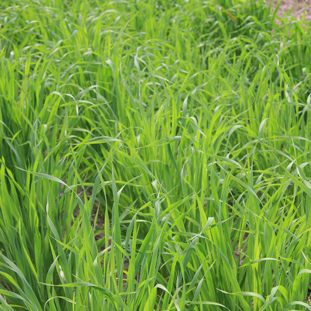 Avoine japonaise - Engrais vert BIO