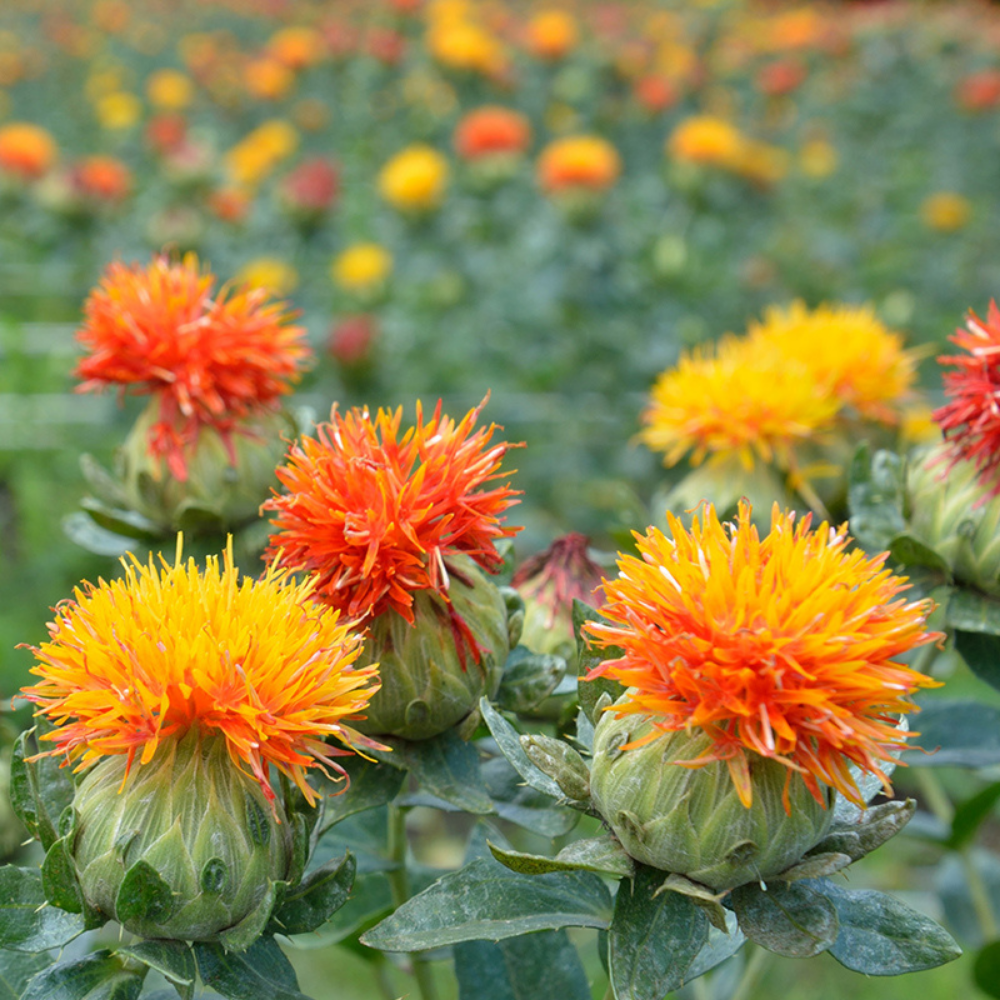 Safflower BIO