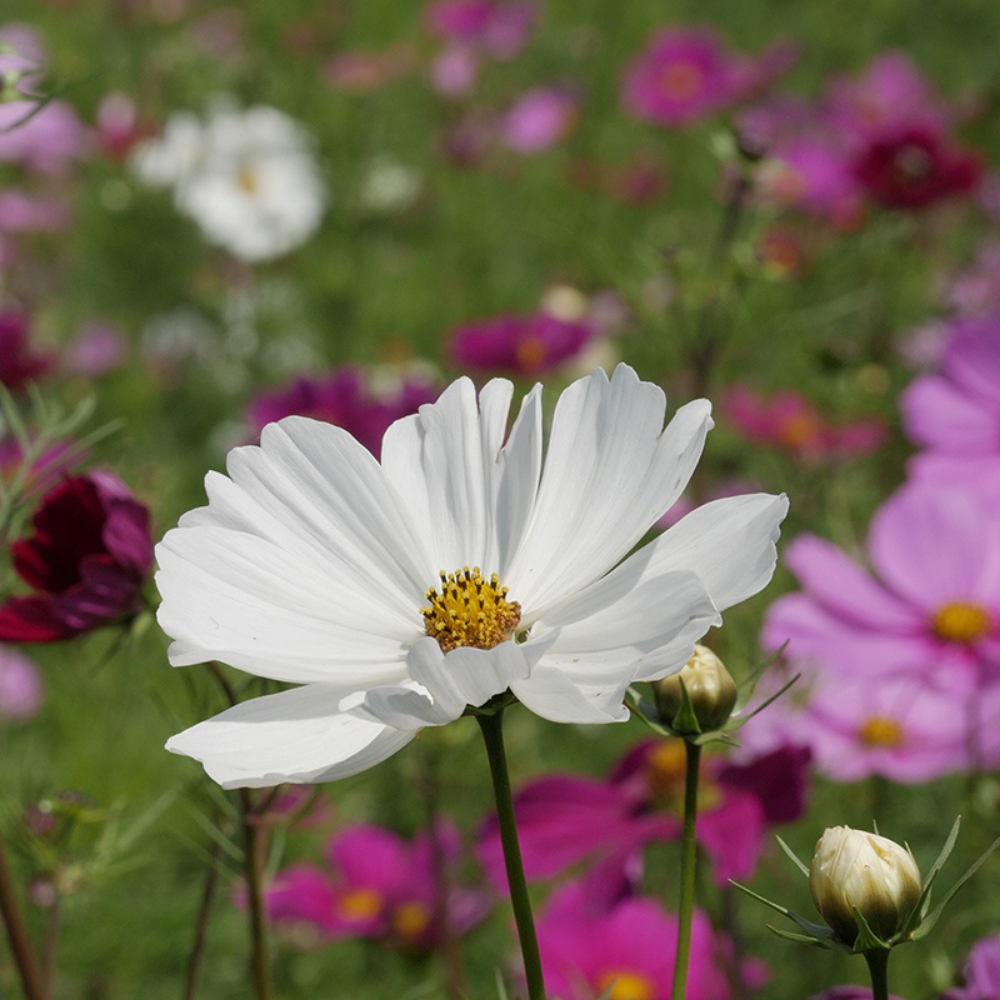 Cosmea, mixed BIO