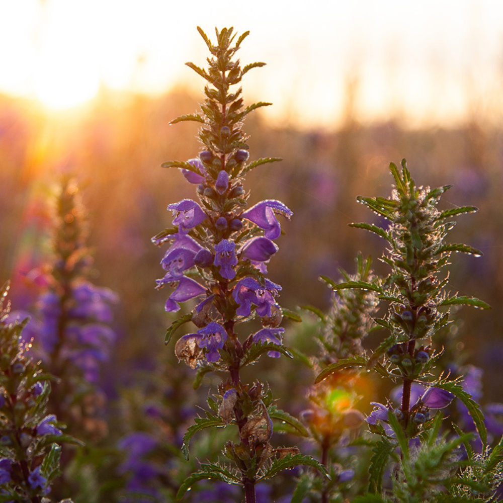 Turkish dragon head BIO