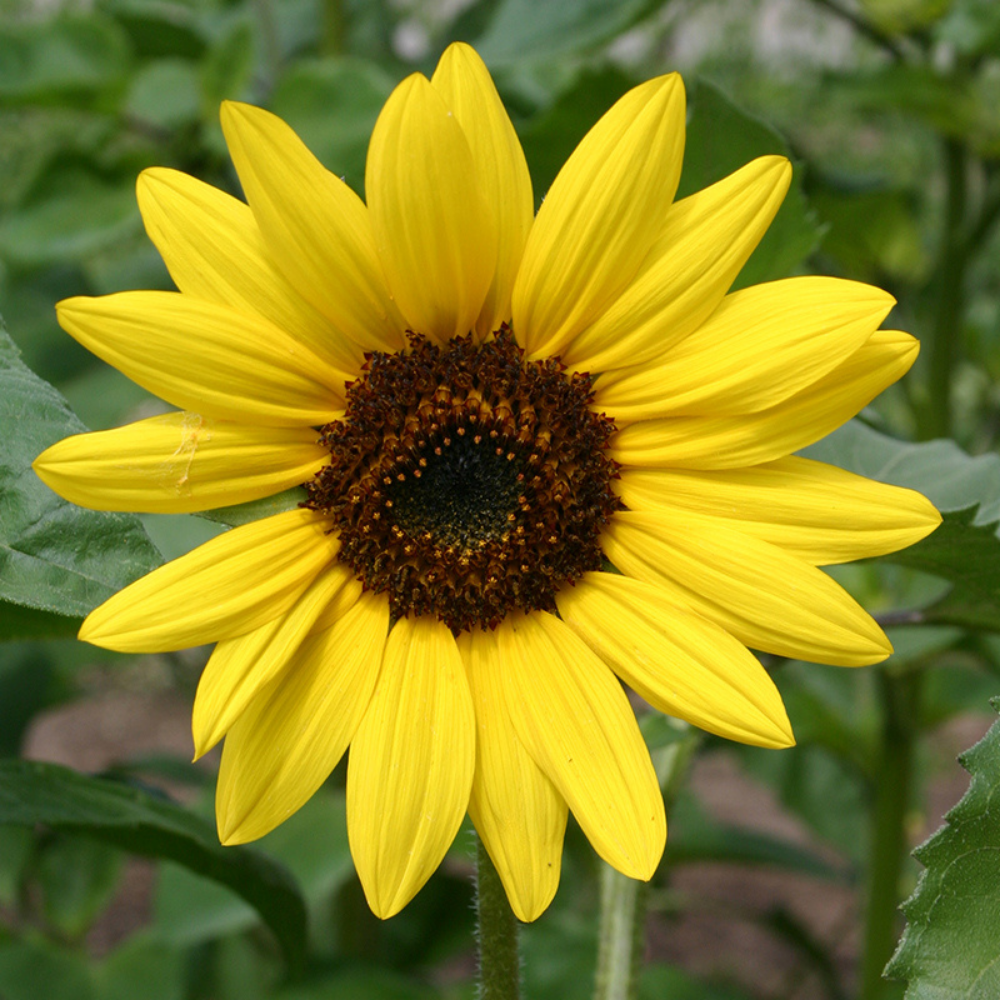 Sunflower, medium, yellow BIO