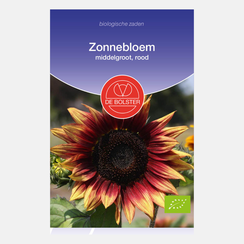 Sunflower, medium, red BIO