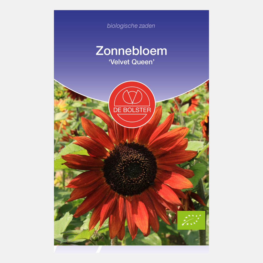 Sunflower 'Velvet Queen' BIO