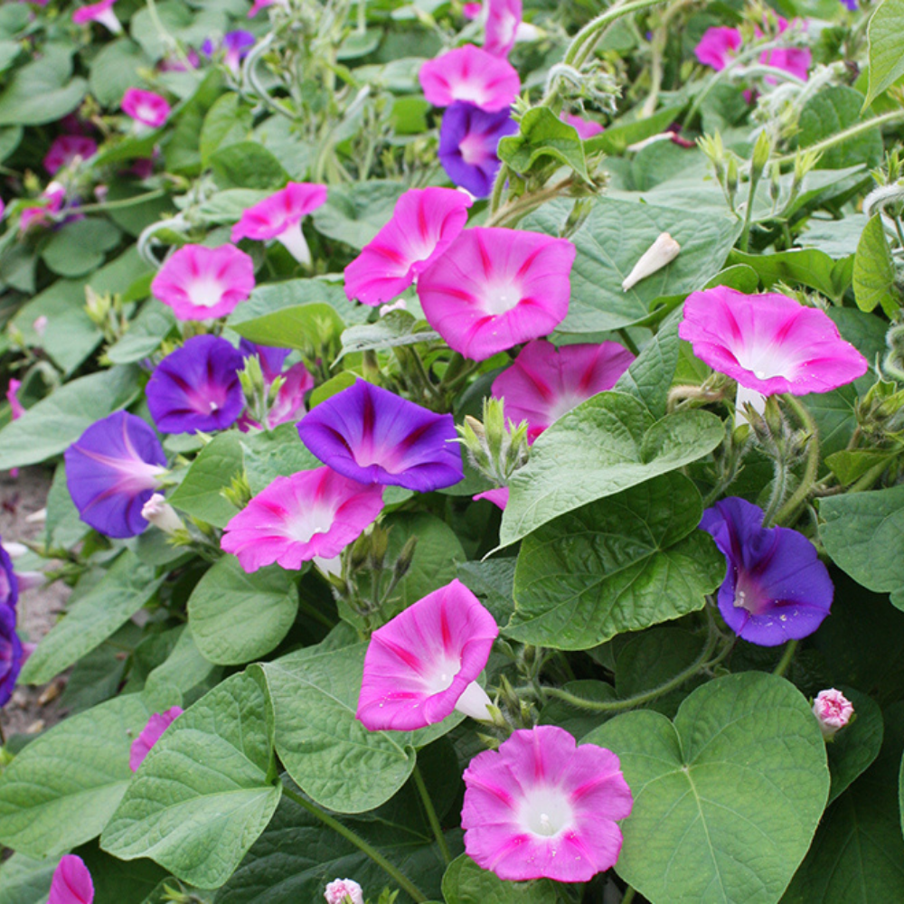 Liseron grimpant mélangé BIO