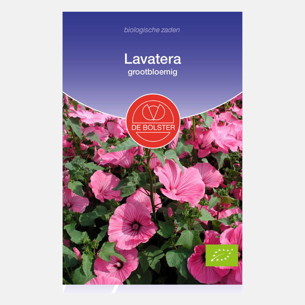 Lavatère à grandes fleurs BIO