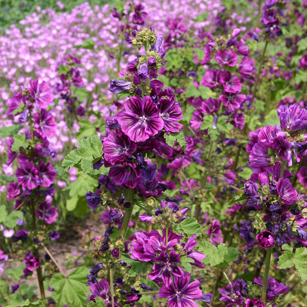 Grande mauve 'Mauritanica' BIO