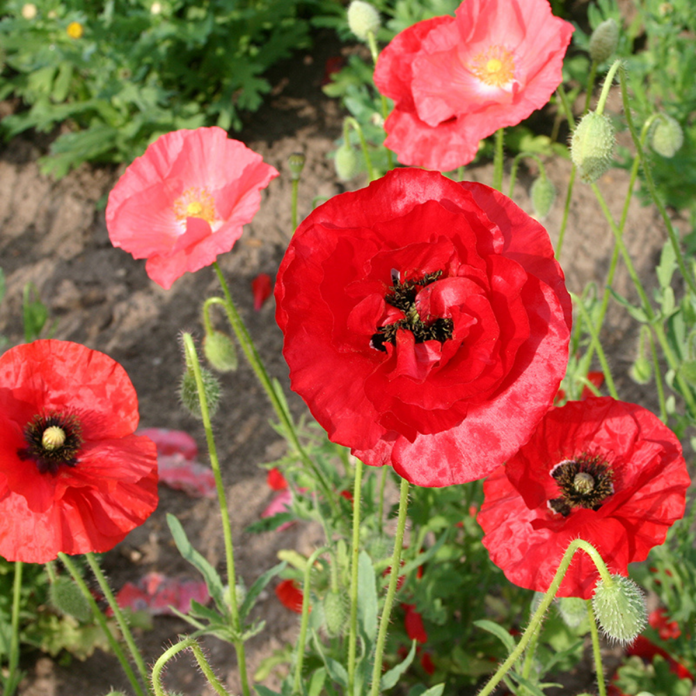 Coquelicot, mélange BIO
