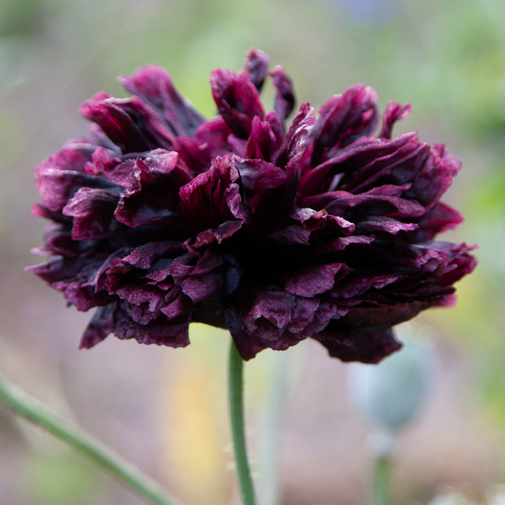 Poppy 'Black Paeony' BIO