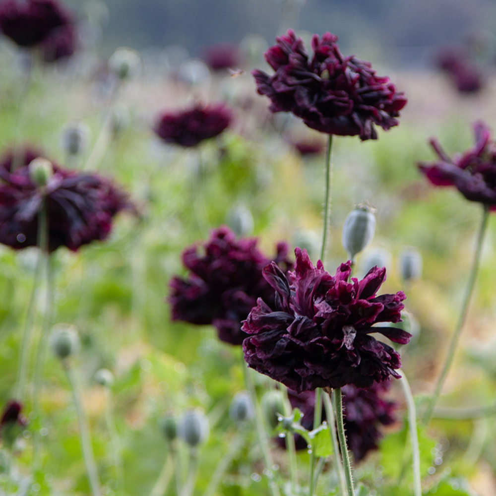 Poppy 'Black Paeony' BIO