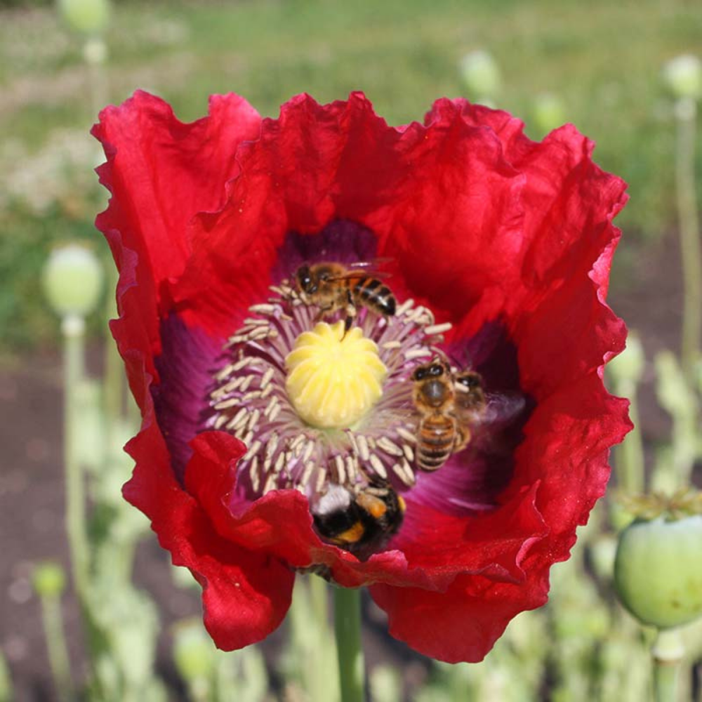 Opium poppy, red BIO