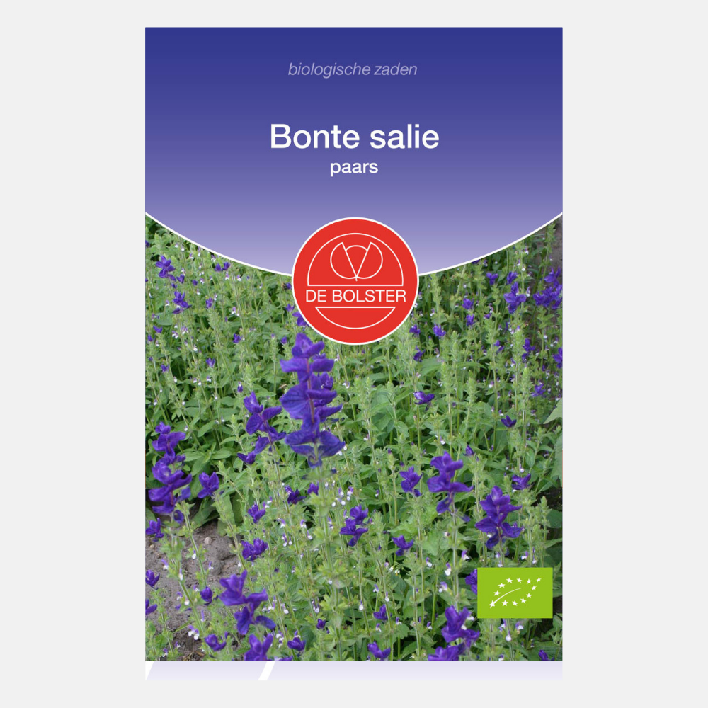 Sauge panachée, violette BIO