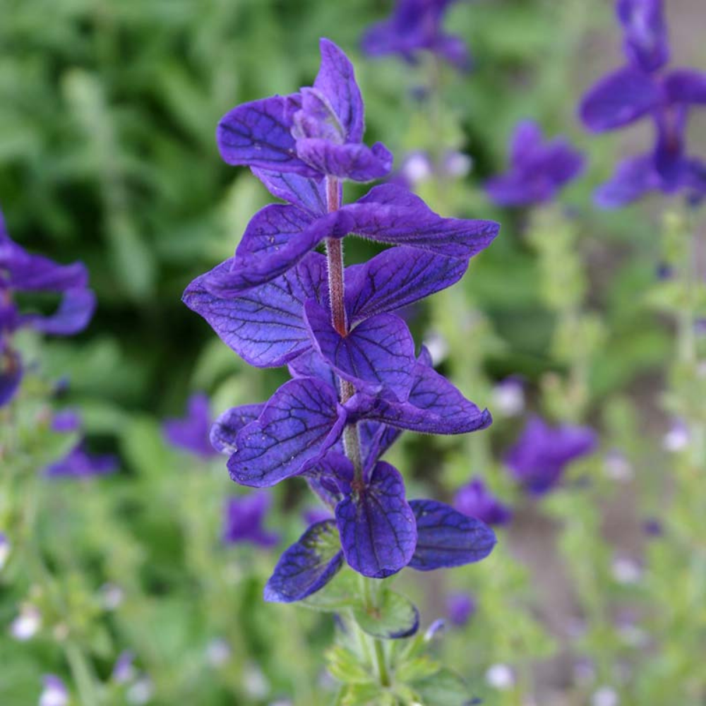 Sauge panachée, violette BIO