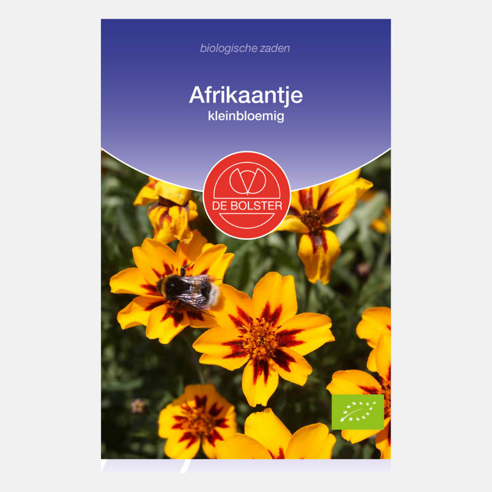 Tagetes à petites fleurs BIO