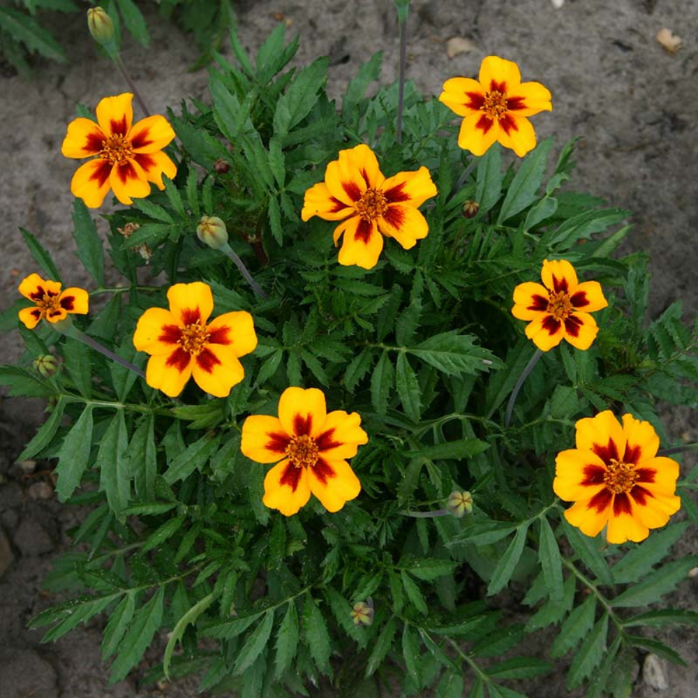 Tagetes à petites fleurs BIO
