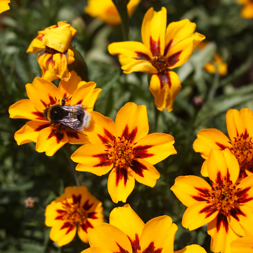 Tagetes à petites fleurs BIO